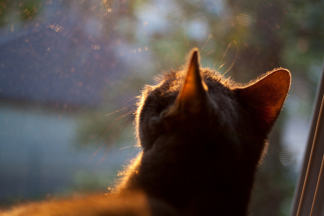 世俱杯赛程-足球文化进校园项目拓展至偏远山区推动均衡发展，学校足球文化